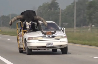 Άνδρας στην Αμερική οδηγούσε έχοντας δίπλα έναν ταύρο! - Φωτογραφίες και Βίντεο