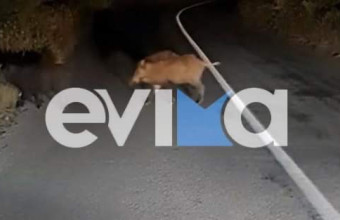 Eύβοια: Πάνω από 10 αγριογούνα «κόβουν βόλτες» σε κεντρικό δρόμο