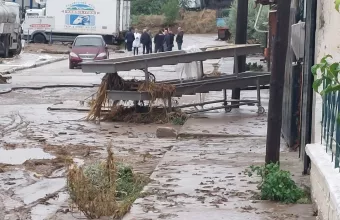 λεύκη Λάρισσας