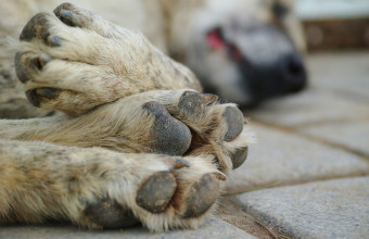 Άρειος Πάγος: Δεν έκανε δεκτό αίτημα αγρότη που σκότωνε ζώα με φόλες και ζητούσε να αθωωθεί