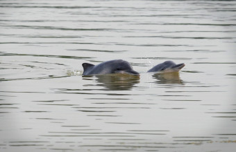 Δελφίνια Αμαζόνιος