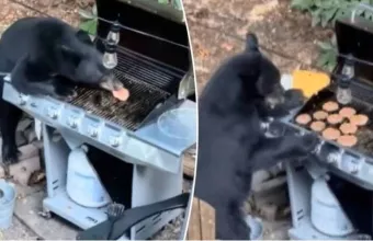 Αρκούδα, μπήκε σε αυλή, έφαγε μπιφτέκια κι ήπιε αναψυκτικό