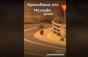Αρκουδάκια