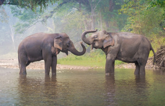 Ελέφαντες 
