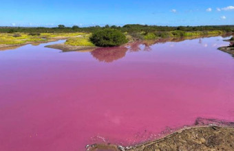 Ροζ λίμνη στη Χαβάη 