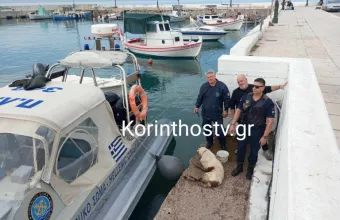 Σκύλος 