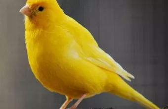 κλοπές καναρινιών