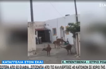 Ρόδος ελάφια