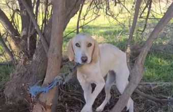 Έδεσαν σκύλο σε δέντρο, χωρίς τροφή και νερό