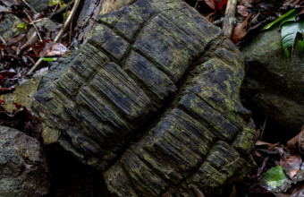Ανακαλύφθηκε απολιθωμένο μαγκρόβιο δάσος 23 εκατομμυρίων ετών στον Παναμά