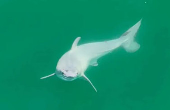 Λευκός καρχαρίας... μωρό ωρών για πρώτη φορά στην κάμερα