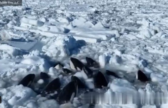 φάλαινες εγκλωβίστηκαν στον πάγο