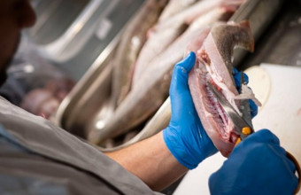 Αυστρία: Σεφ μαγείρεψε προστατευόμενο είδος ψαριού στην κρατική τηλεόραση