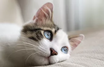 gata