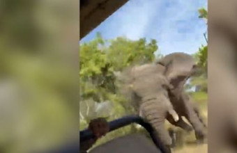 Ζάμπια: Ελέφαντας επιτέθηκε σε φορτηγάκι και σκότωσε τουρίστρια