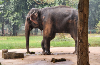 Ελέφαντας στο Μπανγκλαντές