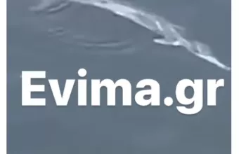 Φαλαινα