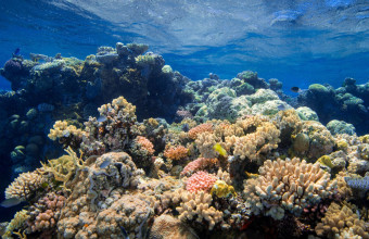 Μεγάλος Κοραλλιογενής Ύφαλος
