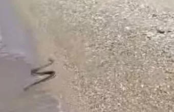 Τρόμος για λουόμενους σε παραλία της Πάτρας: Κολυμπούσαν δίπλα σε... φίδι