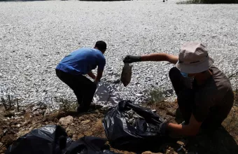 Βόλος νεκρά ψάρια