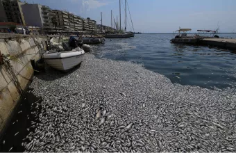 Βόλος νεκρά ψάρια