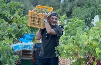 Ο Γιώργος Λεβέντης μαζεύει σταφύλια στην Ιθάκη