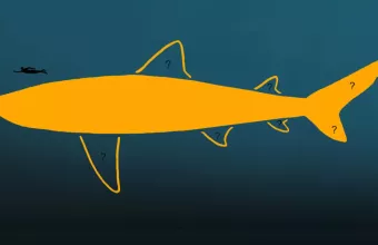 Megalodon