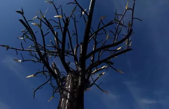  το «Δέντρο των Ψυχών», το μνημείο για τα θύματα των Τεμπών