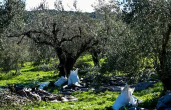 ελιές