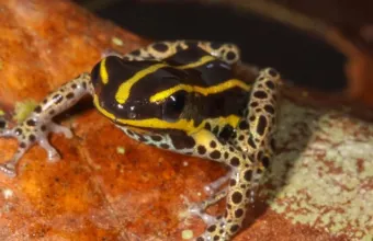 frog