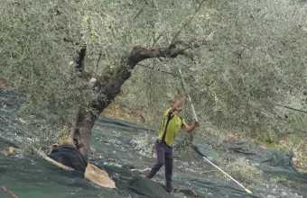 ελαιοπαραγωγοί στη Μεσσηνία