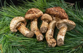mushrooms