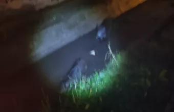 Αγριογούρουνα