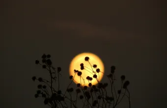 Flower Moon Πανσέληνος Πρωτομαγιάς