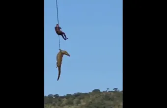 Κροκόδειλος
