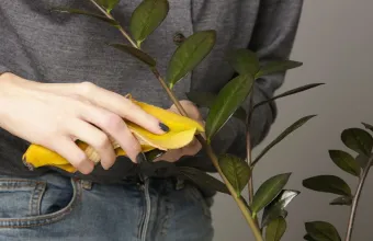 Μπανανόφλουδα με ξύδι: Το DIY μυστικό για πιο υγιή φυτά και λιγότερα έντομα
