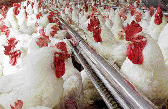 Σουηδία: Κρούσματα γρίπης των πτηνών
