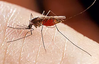 Mosquito