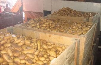 Πατάτα: Η τροφή των χοίρων και «υπεύθυνη» για τη λέπρα έγινε το δημοφιλέστερο έδεσμα των λαών 