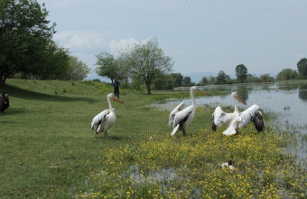 Απελευθερώθηκαν 15 άγρια πουλιά στη λίμνη Κερκίνη 
