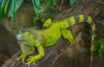 Ξ Ξ·Ξ³Ξ®: Shutterstock.com
