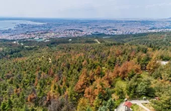 seixsou