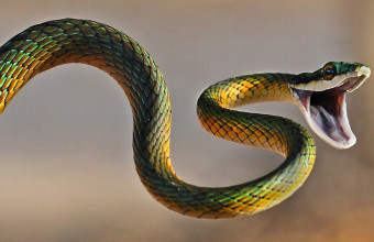 φίδι