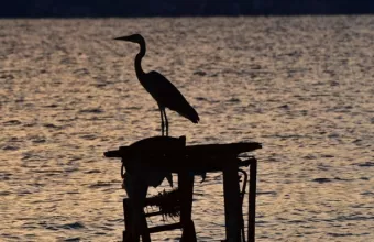 Πελαργός, Ξάνθη