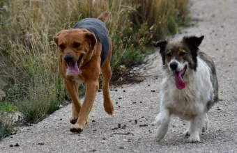 αδεσποτα