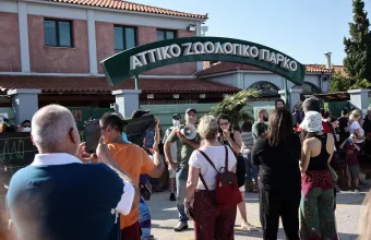Θανάτωση Χιμπατζή: Προανάκριση για το περιστατικό στο Αττικό Πάρκο