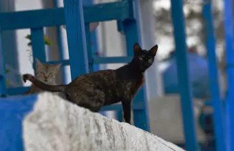 Θεσσαλονίκη: Πρώην αστυνομικός ο 56χρονος που δηλητηρίαζε γατιά