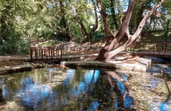 θανατηφόρα ασθένεια, πλατάνια 