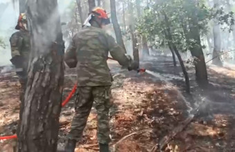 Έβρος - Δαδιά: Η μάχη με τις φλόγες που δίνουν οι πυροσβέστες