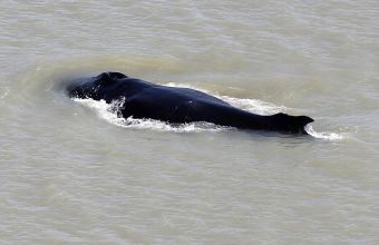 Ουκρανία: Τουλάχιστον 3.000 δελφίνια πέθαναν στη Μαύρη Θάλασσα λόγω του πολέμου
